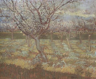 Vincent Van Gogh Apricot Trees in Blossom (nn04)